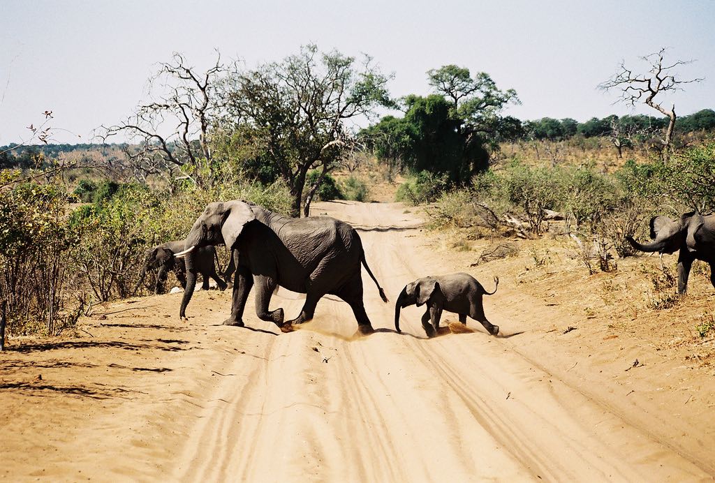 Elephants of Africa - photo by Thomas Schueneman