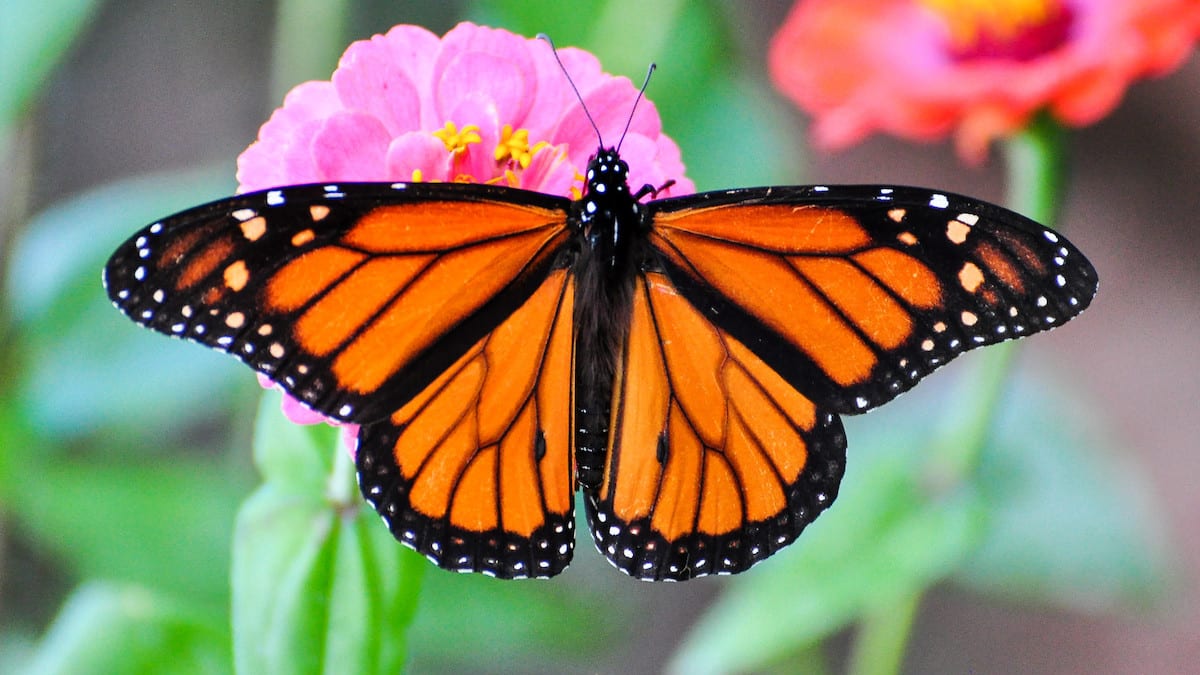 A Monarch butterfly depends on Milkweed.