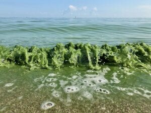 Toxic beaches increased throughout the US this year. A toxic algal bloom a the Lake Erie shoreline.