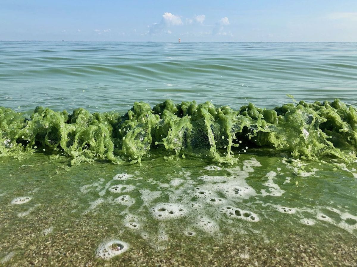 Toxic beaches increased throughout the US this year. A toxic algal bloom a the Lake Erie shoreline.