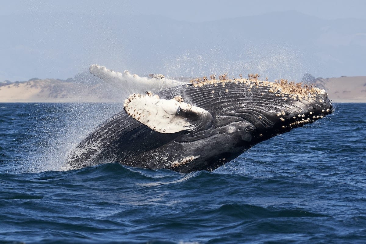 A breaching whale in the Monterey Bay. A new rule protects endangered whales and sea turtles