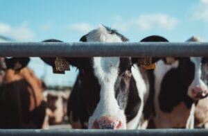 A dairy cow looking through a fence. Large scale dairy production could reach net zero in five years